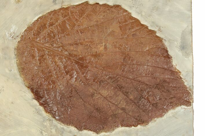 Fossil Leaf (Beringiaphyllum) - Montana #190439